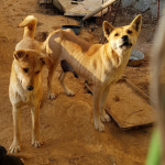 [반려동물의 친구들] 부산동물학대방지연합, 유기동물 구조·동물권 보호 앞장