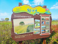 초록빛 힐링 찾아…함안 청보리밭에서 즐긴 ‘밭멍’