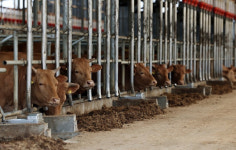 증평·청주 한우·염소 농장 3곳서 구제역…발생건수 10건으로