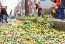 [포토뉴스] 도심 악취 주범 은행나무 열매 수거