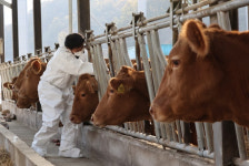 농식품부 ‘럼피스킨병’→‘럼피스킨’으로…“사람에게 감염안돼”