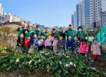 주례2동 희망텃밭, 무 수확 이웃 나눔
