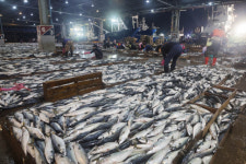 “공동어시장 현대화 내년 첫 삽 못 뜨면 무산” 해수부 경고