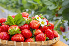 경남 김해 농장서 딸기 대량 도난···범인은 ‘오리무중’