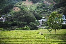 ‘도원 말고 다원결의’ 하동군·보성군 차 산업 발전 맞손’