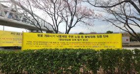 낙동제방 벚꽃길 점령 노점상, 올해는 사라질까