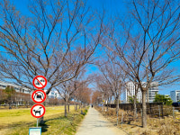 벚꽃과 봄 바다 동시에 즐기는 영도, 댕댕이도 꽂혔다 [반려동물과 여기 어때]
