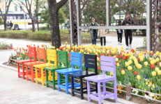 낙동제방‘ 오색 튤립존’ 인기… “예쁜 튤립 구경오세요~”