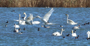 문화재청, 대저·장낙·엄궁대교 통합 검토