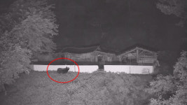 지리산 반달가슴곰, 농장 습격 “민가 덮칠라” 주민들 조마조마