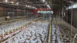 폭염에 사람 쓰러지고 가금류는 폐사하고…