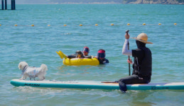 플레이파파