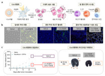 국립부경대·한국공학대·성균관대, 나노기포 이용 암 치료 신기술 개발