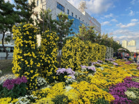 더 풍성해진 ‘마산가고파국화축제’ 70만 명 넘게 방문