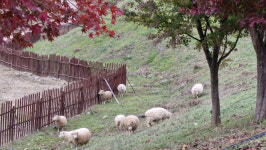 시내버스 타고도 만날 수 있다 푸른 초원 위 양 떼 풍경 [별별부산] ⑧