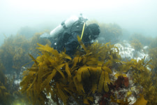 한국수산자원공단 남해본부, 기후변화 대응 바다숲 조성사업 추진