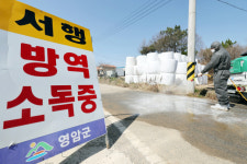 전남 영암 이어 무안 한우농장서도 구제역 발생