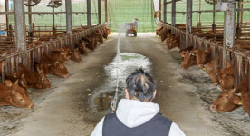 [포토뉴스] 부산도 구제역 예방접종