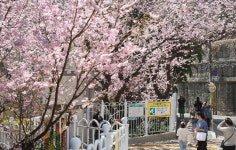 부산 ‘강서 낙동강 30리 벚꽃축제’ 일주일 연기