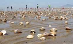 [포토뉴스] 다대포해수욕장 뒤덮은 조개