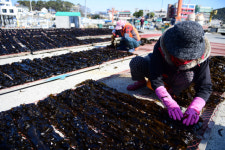 토마토·미역·멸치·전어… 폭염, 부산 특산물도 ‘타격’