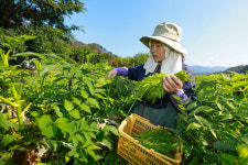 [포토뉴스] “산불·호우 이겨냈다” 산청 여름 두릅 수확