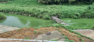 온통 초록빛으로 변한 학장천·삼락천… 낙동강 녹조, 부산 도심 하천까지 침범했다