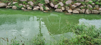 온통 초록빛으로 변한 학장천·삼락천… 낙동강 녹조, 부산 도심 하천까지 침범했다