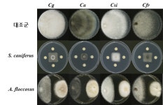 낙동강생물자원관, ‘과수 탄저병’ 억제 효능 갖춘 항균물질 발견