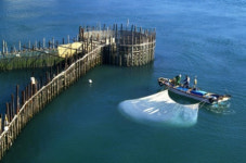 ‘남해 지족해협 죽방렴 어업’ 4개 등 세계중요농업유산 공식 지정