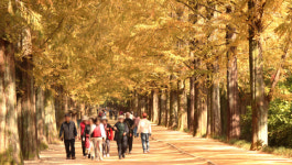 노란 옷 입은 메타세쿼이아 터널에서 가을과 걸었다