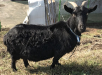 보신탕 대신에 염소탕이 인기라더니…