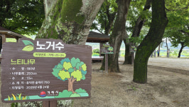 [단독] 거제 노거수 용역보고서 오류투성이…안내판도 엉터리