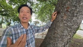 [단독] 거제 노거수 용역보고서 오류투성이…안내판도 엉터리