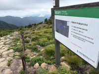 지리산 구상나무 보호지역 멧돼지에 수난