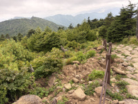 지리산 구상나무 보호지역 멧돼지에 수난