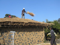성읍민속마을 초가들 새 단장 한창