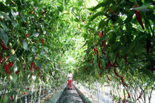 [한국지역진흥재단과 함께 하는 지역특산물 녹색원정대] ⑦ 충남 청양 ‘구기자&고추’