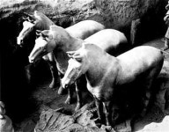 진 병마용, 최초의 중성화수술 증거발견