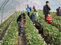 “달콤 상큼, 봄 한 가득 따 가세요”