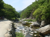 연둣빛으로 아름답게 수놓아져 있는 내원사