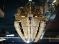 울산 장생포 고래박물관·체험관 나들이