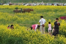 봄, 부산은 축제로 가득