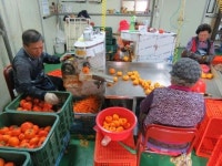 [경북 농업, 미래를 말하다 ②농업의 6차산업화] 감 잡았다~ 홍시 대신 반건시 소득 껑충
