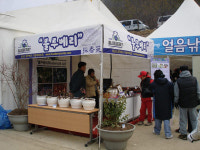 [화천]“블루베리가 산천어축제를 만났을때…”