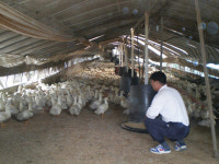 [르포 현장을가다]‘아이고 AI苦’  양계농가 다 죽네