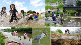 [포토뉴스]공지천이 살아났다