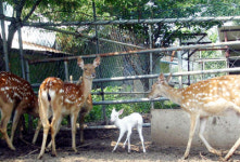 고성서 흰사슴 태어나