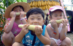 [홍천]찰옥수수 알알이 즐거움 ‘한가득’