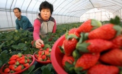 [포토뉴스]“강릉 겨울딸기 맛보세요”